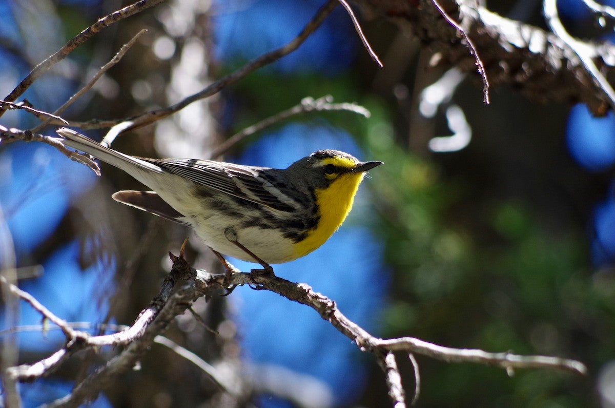 Grace's Warbler
